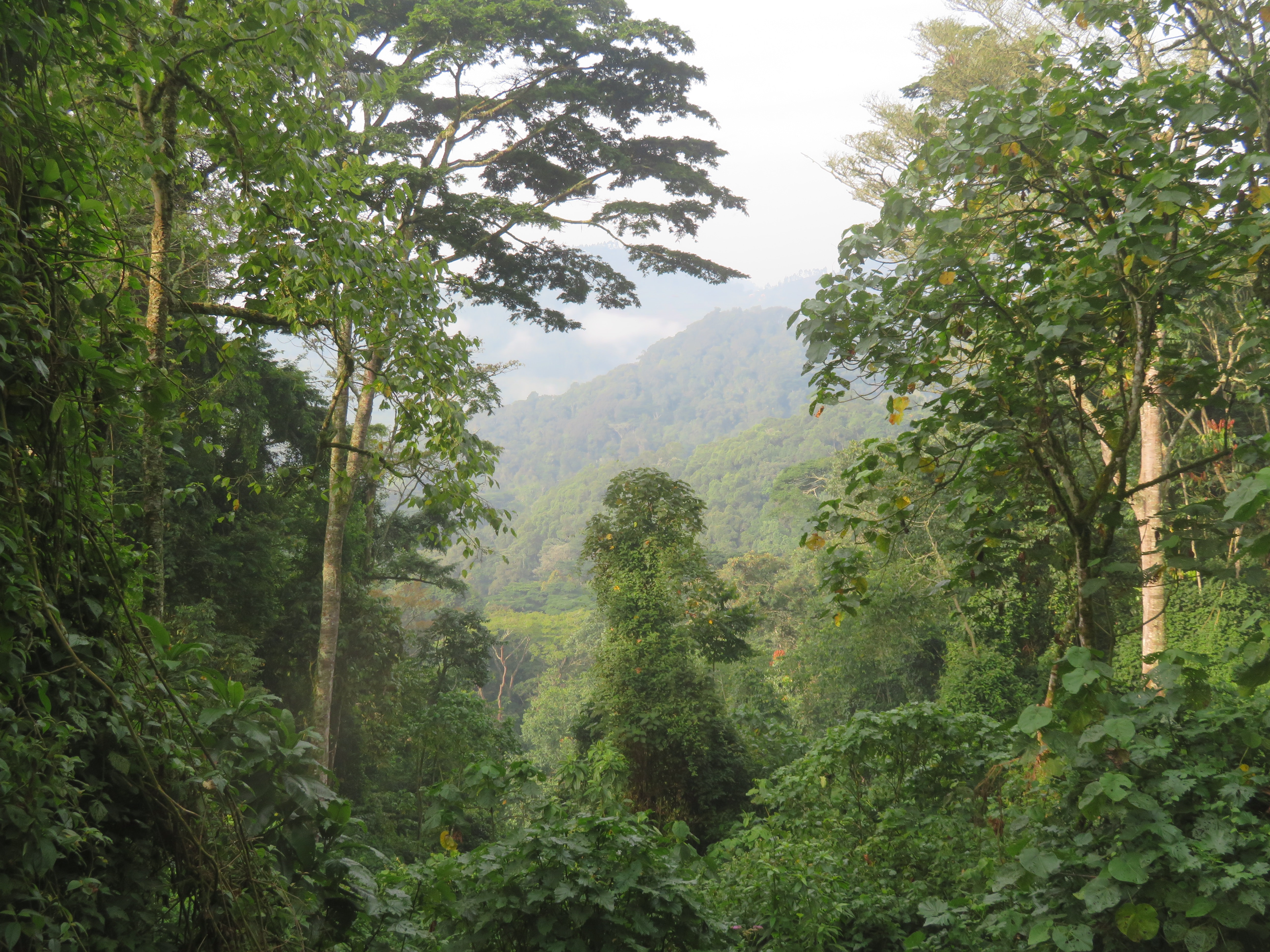 A green forest