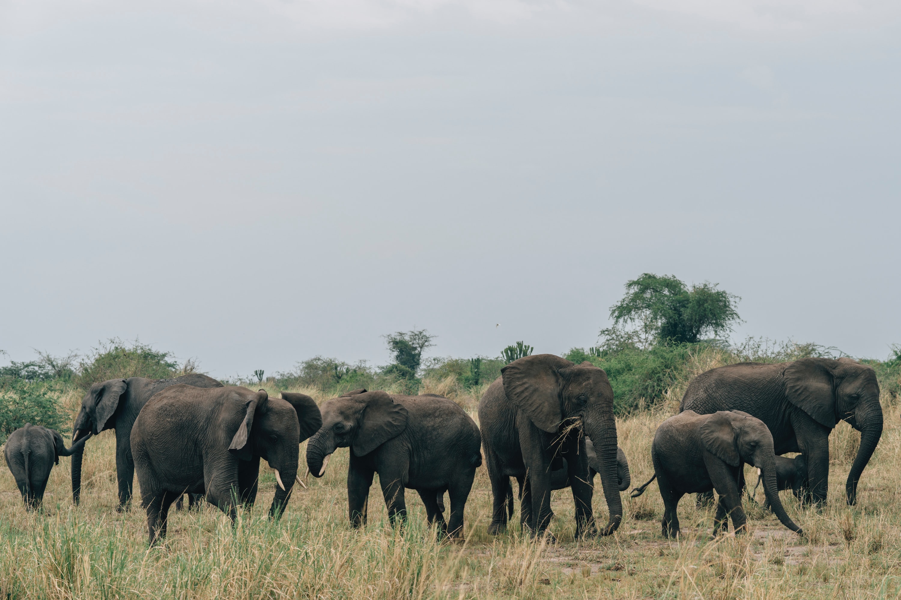 Elephants eating grass in Queen Elizabeth National Park